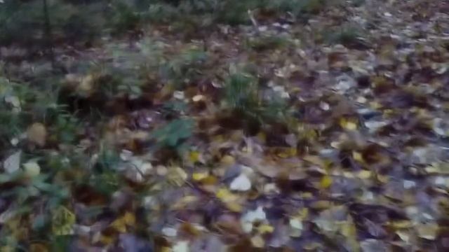 Белка в Битцевском парке Москвы смотреть онлайн