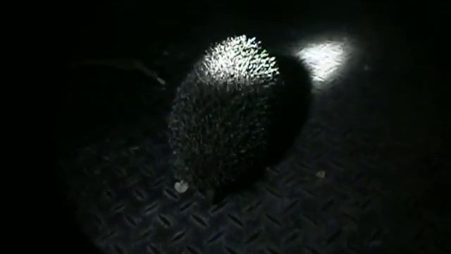 Стоянка. Ежик. Август 2014 год. смотреть онлайн