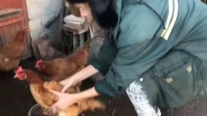 Хата на тата «опять коти» ПАРОДІЯ