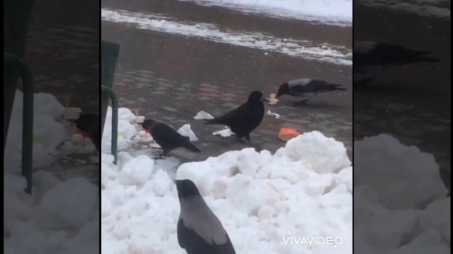 Вот кто мусорит на улицах города!!! Хулиганы!!! Мордовия, Саранск, ул.Льва Толстого смотреть онлайн