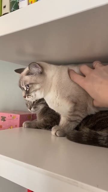 Кошка против. Когда кошка против. #catlover #catshorts #cat #кошки #безкотаижизньнета смотреть онлайн