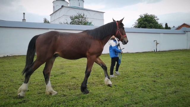 Владимирский жеребчик Тевин. Продаётся. +79206244177 смотреть онлайн