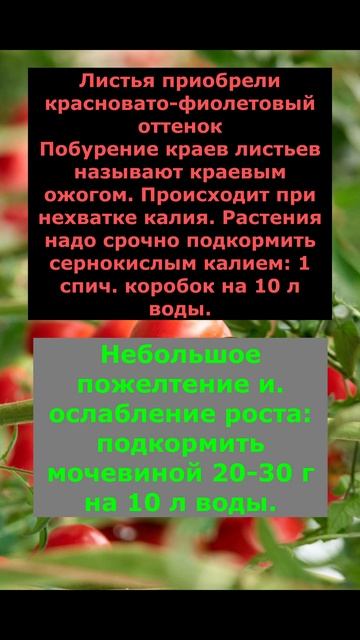 как по листьям определить чего не хватает и чем подкормить Помидоры смотреть онлайн