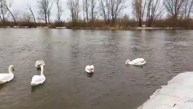 ЛЕБЕДИНАЯ СЕМЬЯ. РЕКА СТЫРЬ. ВАРАШ (Swans, genus Cygnus) смотреть онлайн