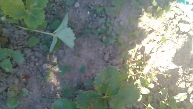 Собираю КЛУБНИКУ!🍓🍓🍓 смотреть онлайн