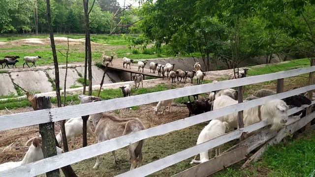Пан Баран смотреть онлайн