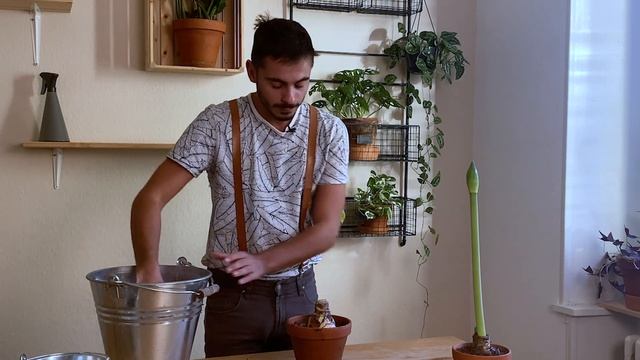 Réussir la culture de l'amaryllis смотреть онлайн
