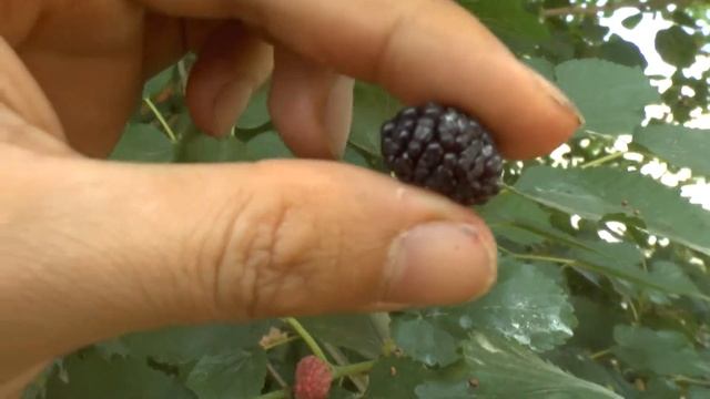 Black mulberry tree - grow, care & harvest смотреть онлайн