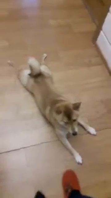 Шиба ину не хочет гулять смотреть онлайн