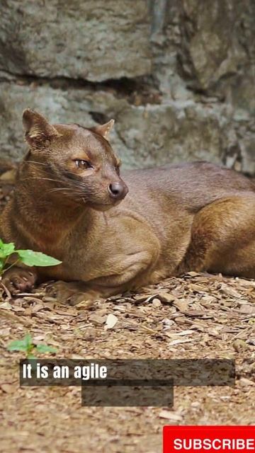 Unleashing the Fossa Madagascar's Mighty Apex Predator смотреть онлайн