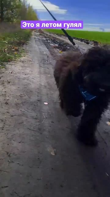 Моя прогулка летом🐩😎🌞 смотреть онлайн