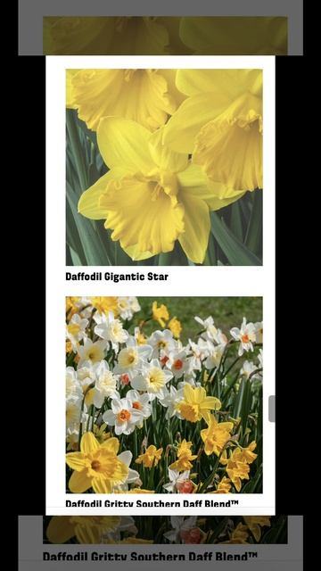 2024 Bulb Planning-State Specific #zone7 #daffodils #gardenideas #plantingbulbs смотреть онлайн
