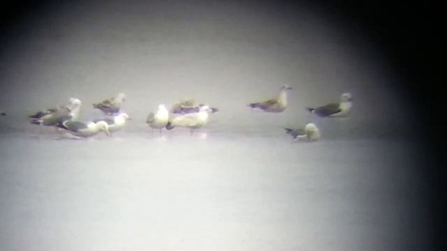 Larus glaucoides смотреть онлайн