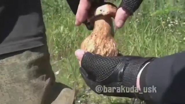 Грибной кошмар! смотреть онлайн