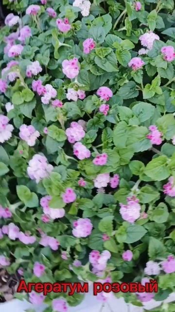 Агератум розовый смотреть онлайн