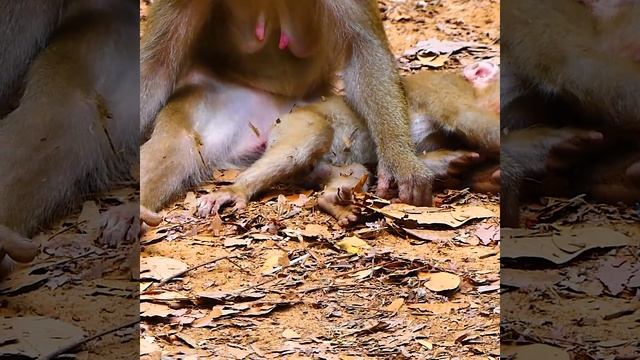 Oh no monkey Libby chasing bitte Leo grab himm so bad not sure Libby none stop hurt Leo when he com смотреть онлайн