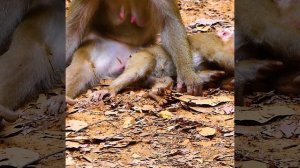 Oh no monkey Libby chasing bitte Leo grab himm so bad not sure Libby none stop hurt Leo when he com