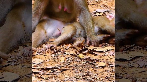 Oh no monkey Libby chasing bitte Leo grab himm so bad not sure Libby none stop hurt Leo when he com