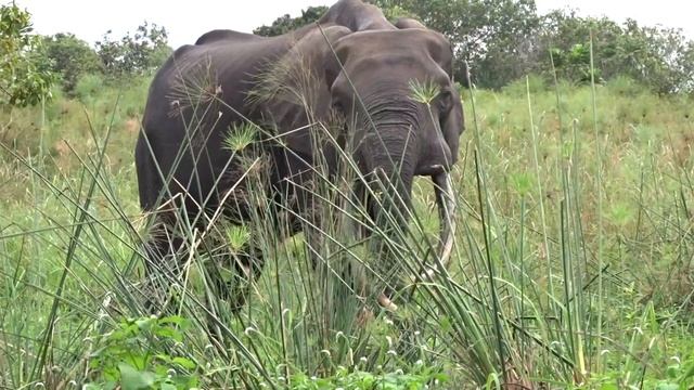 Old Bull Elephant Feeding on Papyrus смотреть онлайн