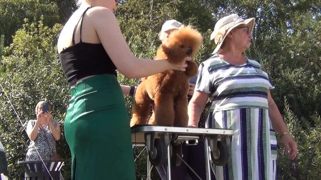 78  Моно пуделей. Челябинск 28.08.2022. ORANGE SOLEIL ESPOIR