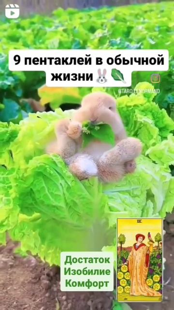 Просто о картах Таро #9пентаклей 🐰🥬 смотреть онлайн