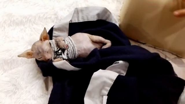 Мой новый котенок :-) :-) :-) смотреть онлайн