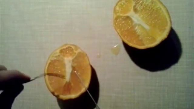 Dissection: Citrus Sinensis, Common Orange смотреть онлайн
