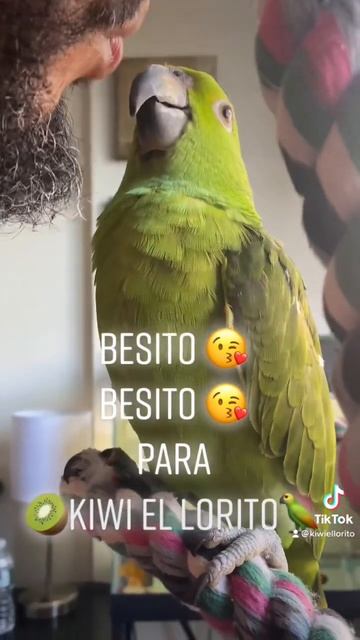Besito 😘 Besito 😘 Para 🥝kiwi El Lorito🦜