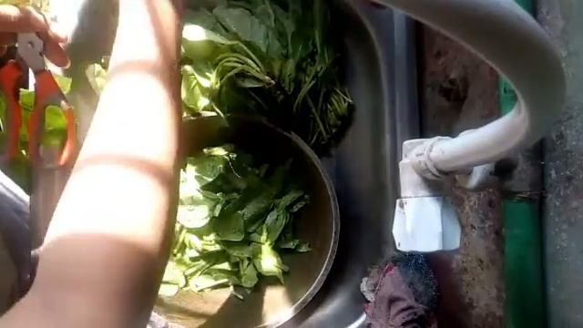 Easy way to cut your spinach смотреть онлайн