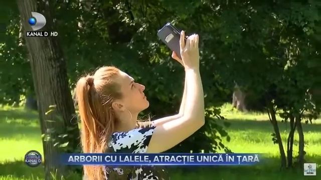 Copacii cu lalele смотреть онлайн