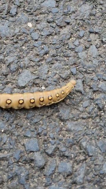 Hyles Gallii (bedstraw Hawk-moth) #butterfly #entomology #animals #nature