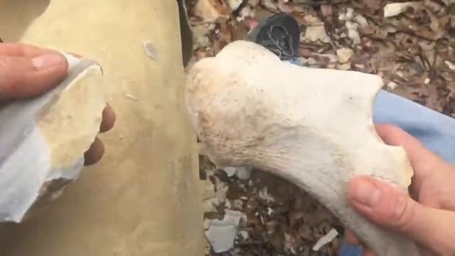 Buffalo Ulna Percussion