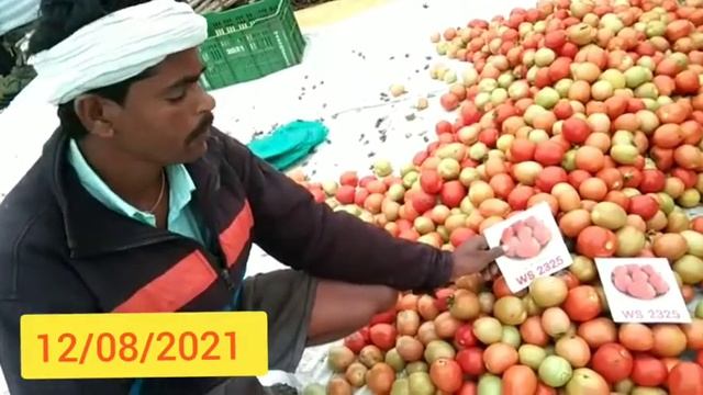 F1 Tomato 🍅 BRAHMA WS2325 смотреть онлайн