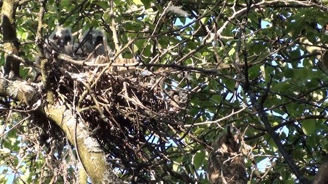 long-eared owl in a Russian garden смотреть онлайн