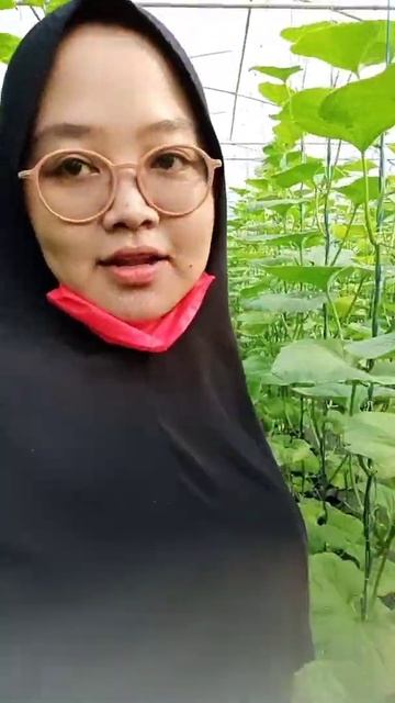 Berkebun Melon Korea #Perawatan смотреть онлайн