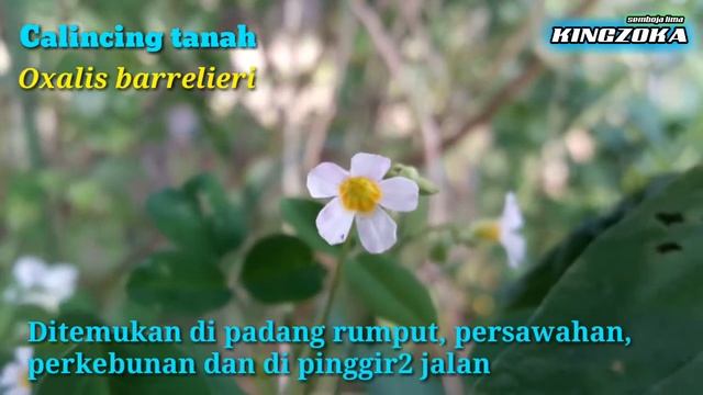 #BUNGA LIAR // Pesonanya Sungguh Menggoda смотреть онлайн