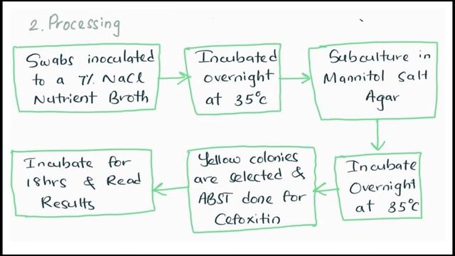MRSA,MRSA screening,#microbiology#medilabcademy#mlt#staphylococcusaureus. смотреть онлайн