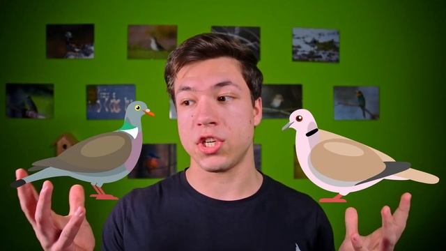 Minuta na krmítku - hrdličky holubi / poznávačka hrdlička zahradní a holub hřivnáč смотреть онлайн