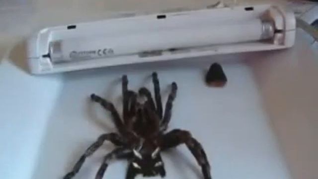 Male Or Female Tarantula 2