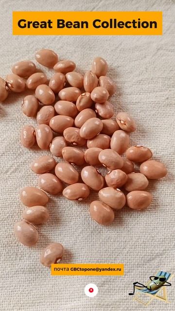 Фасоль Скубито семена Scoobito bean seeds смотреть онлайн