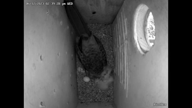 Adelaide Rosella Chick #5