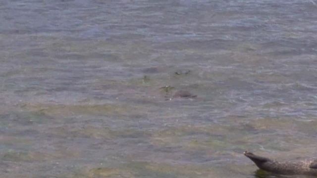 Seals @ Portgordon, Moray. Scotland. смотреть онлайн
