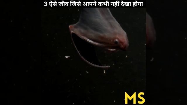 3 ऐसे जीव जिसे आपने कभी नहीं देखा होगा 🤔 | #shorts смотреть онлайн