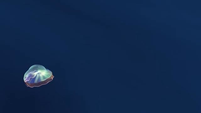 Turritopsis Nutricula  Émilie Laplante