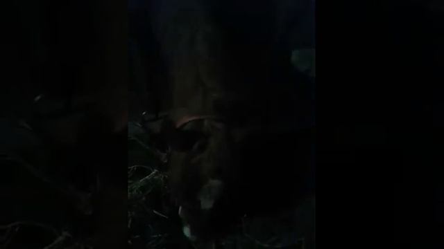 Е******* лошадь смотреть онлайн