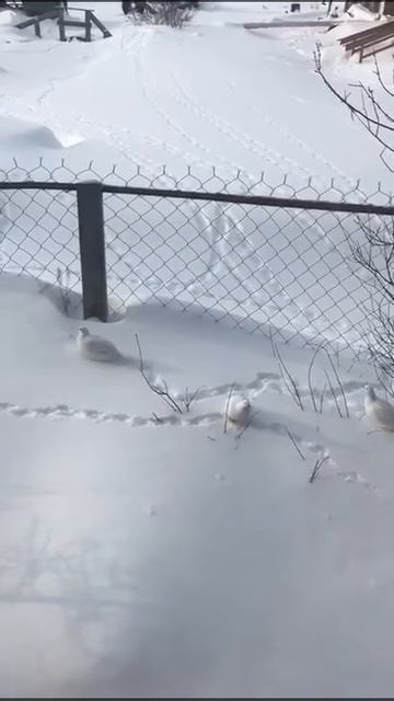 В заполярном посёлке Кюсюр, куропатки под окнами бегают.
