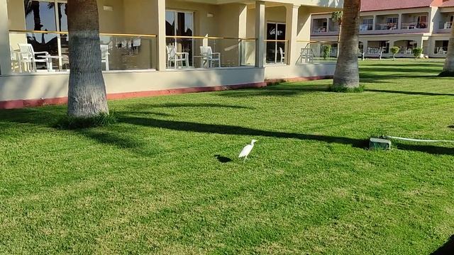 Sharm El Sheikh. Albatros aqua blue resort. смотреть онлайн