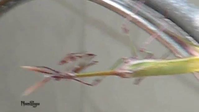 סוסת-השד המצויה - Empusa fasciata צולם בשומרון смотреть онлайн