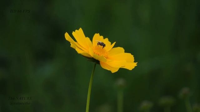 Summende Bienen bringen uns Honig und schöne Music, um Stress abzubauen #abelha #musica #abelhas смотреть онлайн