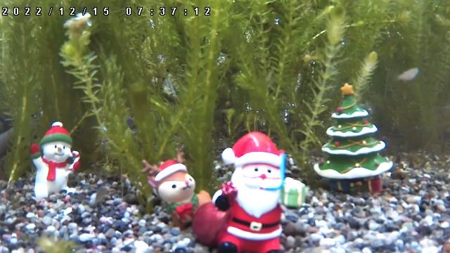 水槽のライブ配信